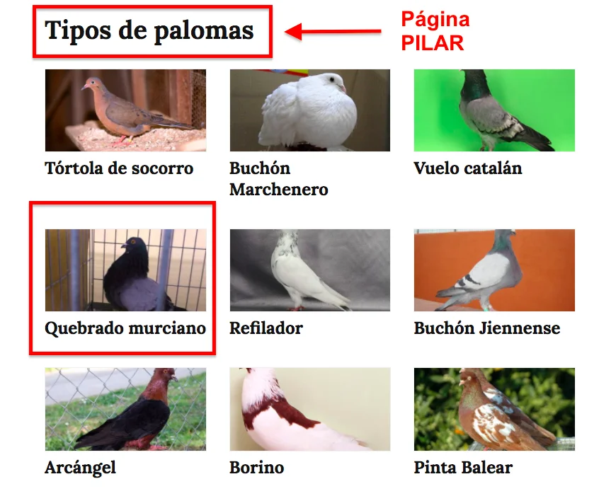 interlinking con clusters